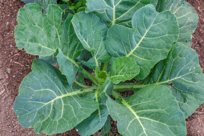 Collard Greens Thrive In Florida's Mild Winters