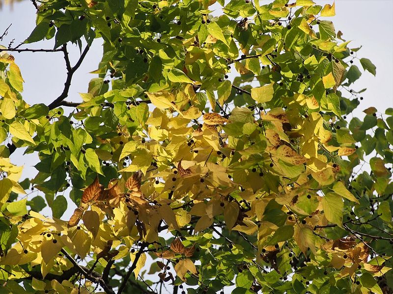 Hackberry Holds Small Fruits Into Cooler Weather