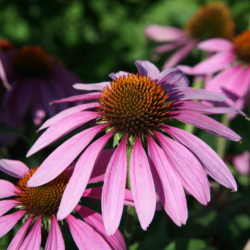 Purple Coneflower