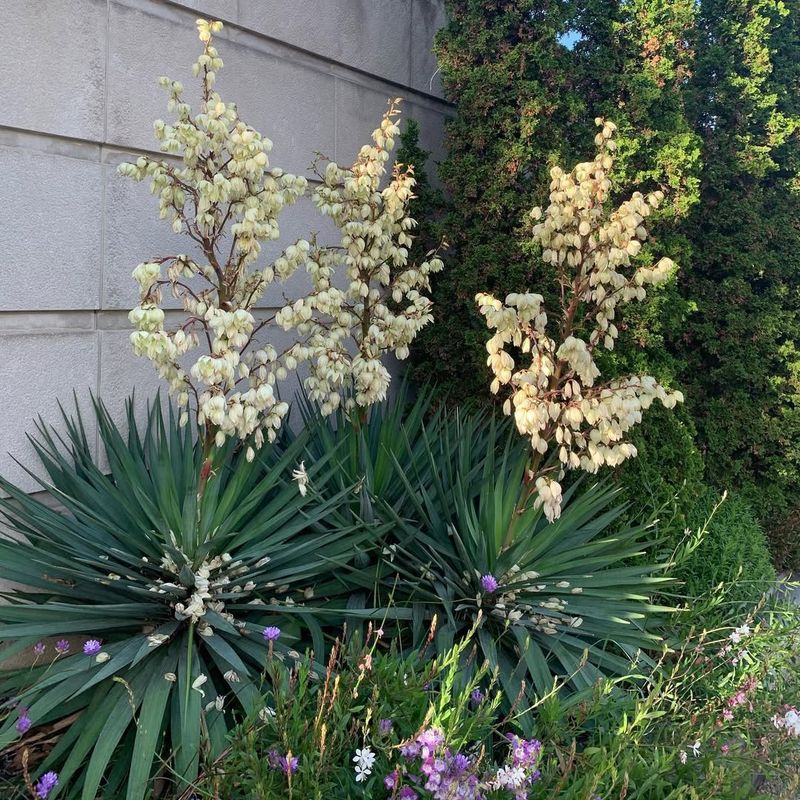 Adam's Needle Yucca
