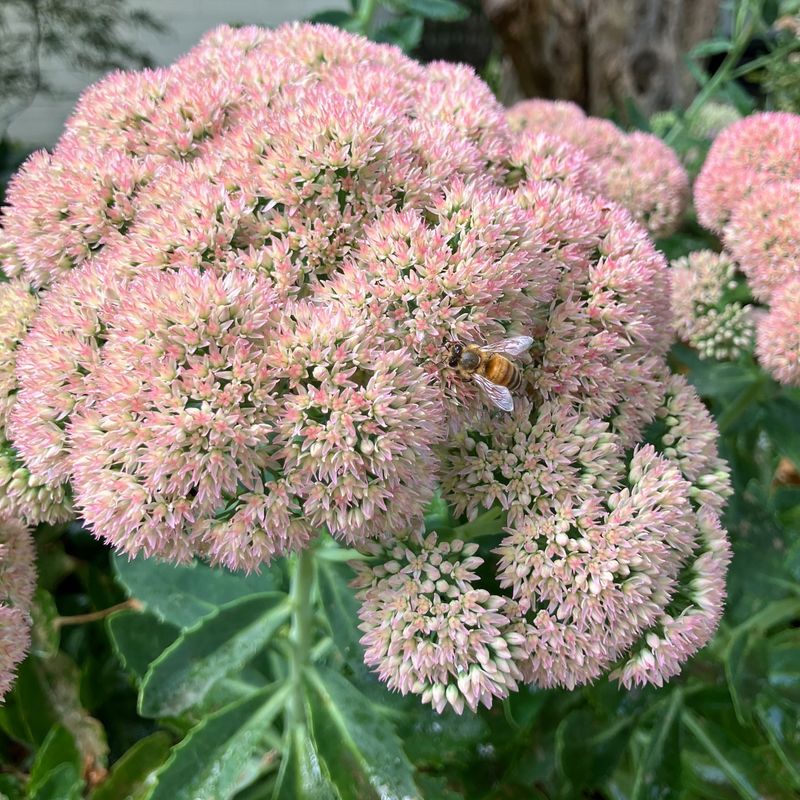 Autumn Joy Sedum