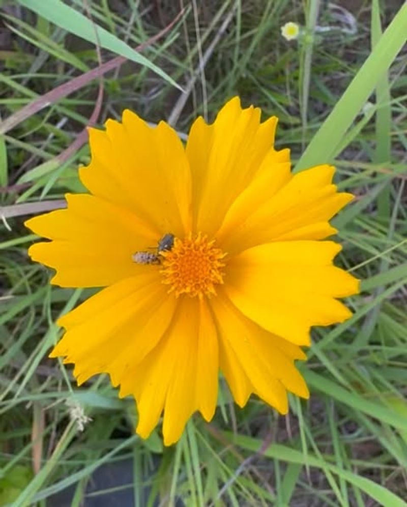 Lanceleaf Coreopsis