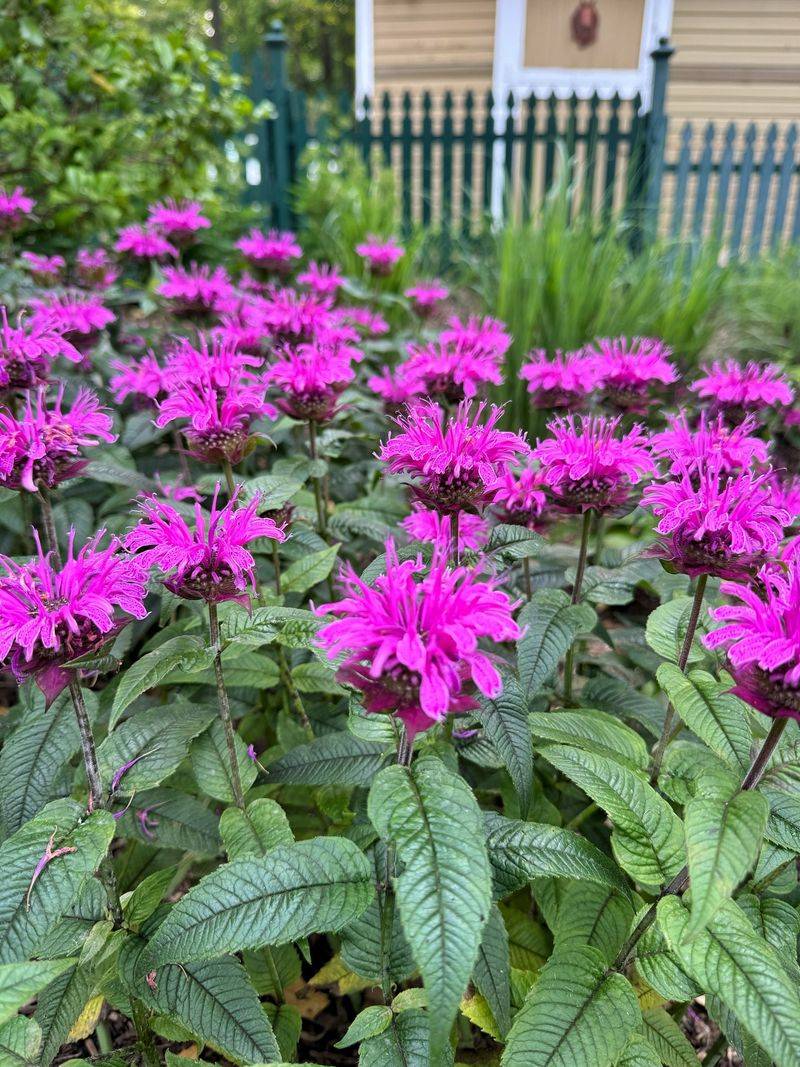 Bee Balm