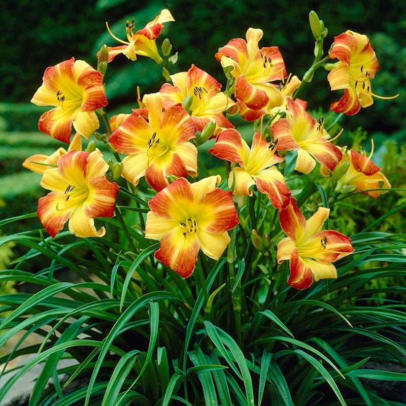 Daylilies