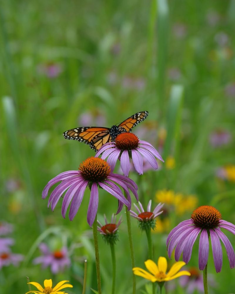 Purple Coneflower 