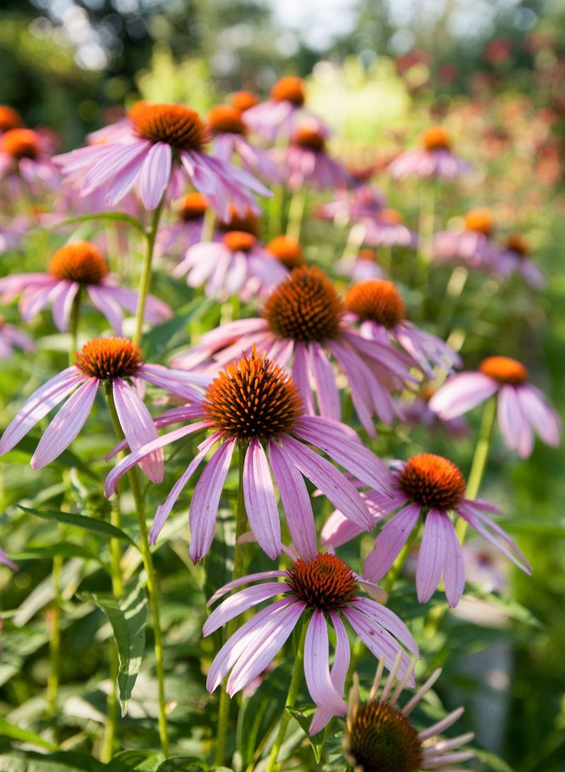 Purple Coneflower 