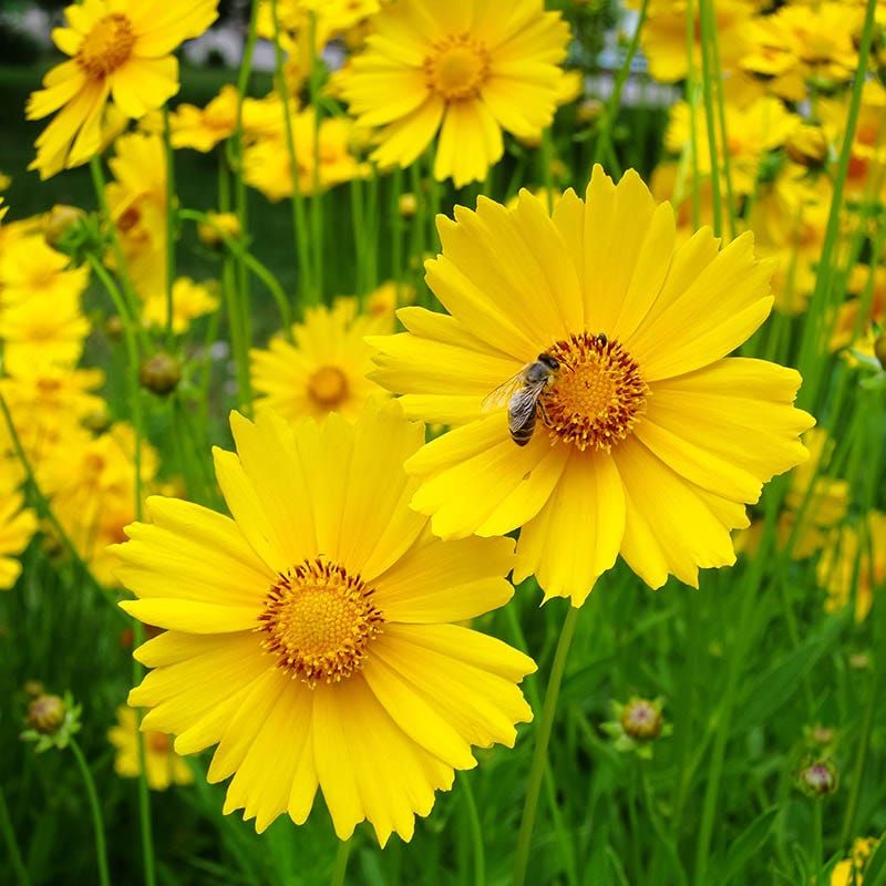 Coreopsis Produces Waves Of Golden Flowers