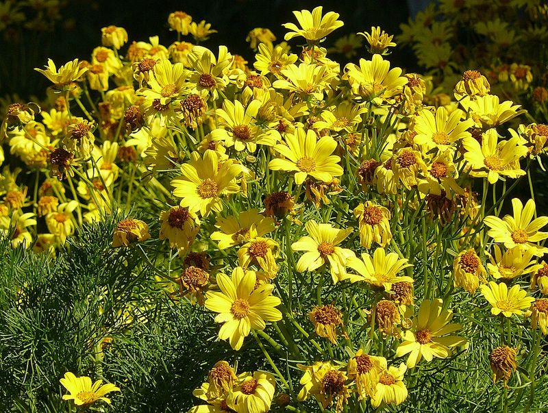 Coreopsis Delivers Easy, Cheerful Blooms