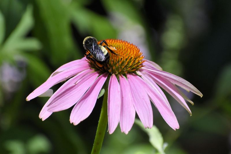 Purple Coneflower Attracts Bees And Butterflies