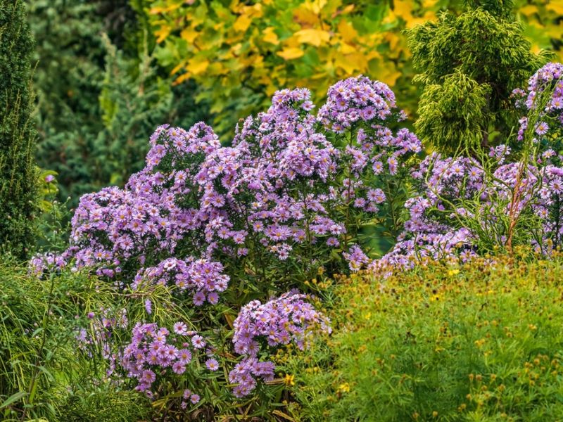 Garden Asters Tend To Recover Better Than Their Frosted Foliage Suggests