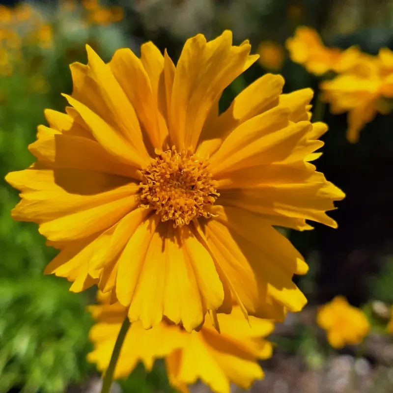 Coreopsis Blooms Early And Continues Through Summer