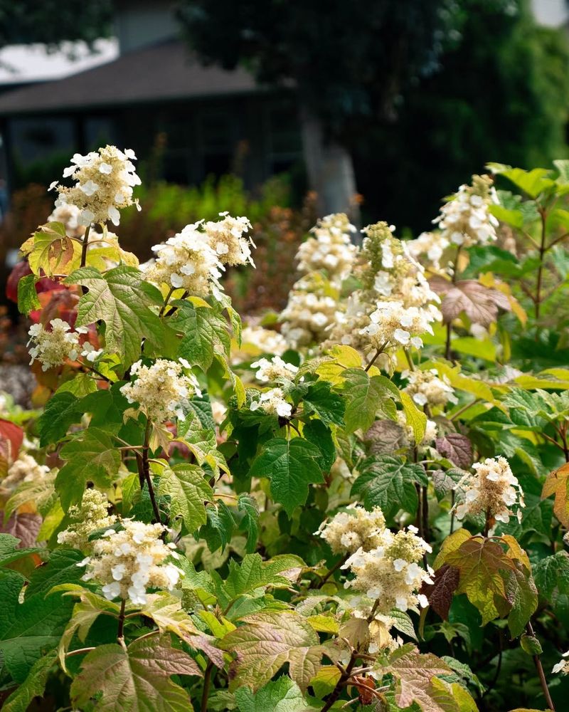 Oakleaf Hydrangea Leaf-Out Comes Early And Grows Fast In Shade