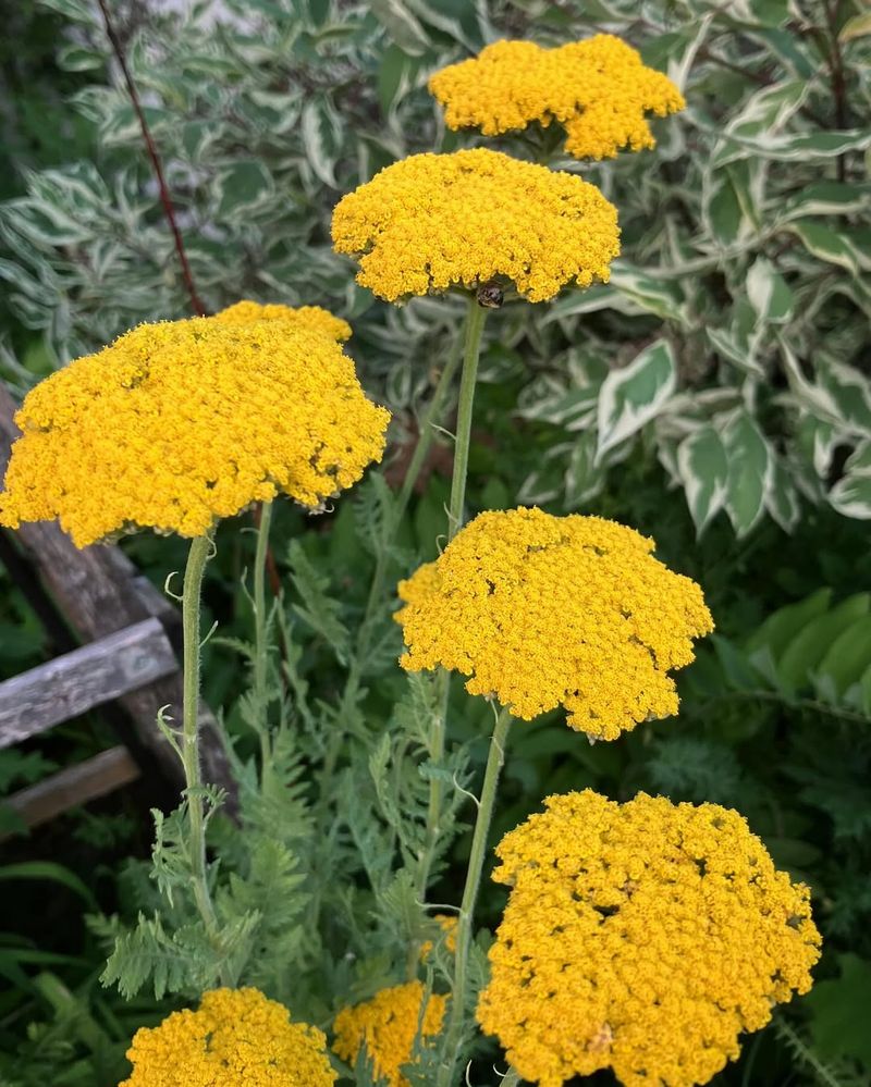 Yarrow Tolerates Dry Soil And Summer Heat