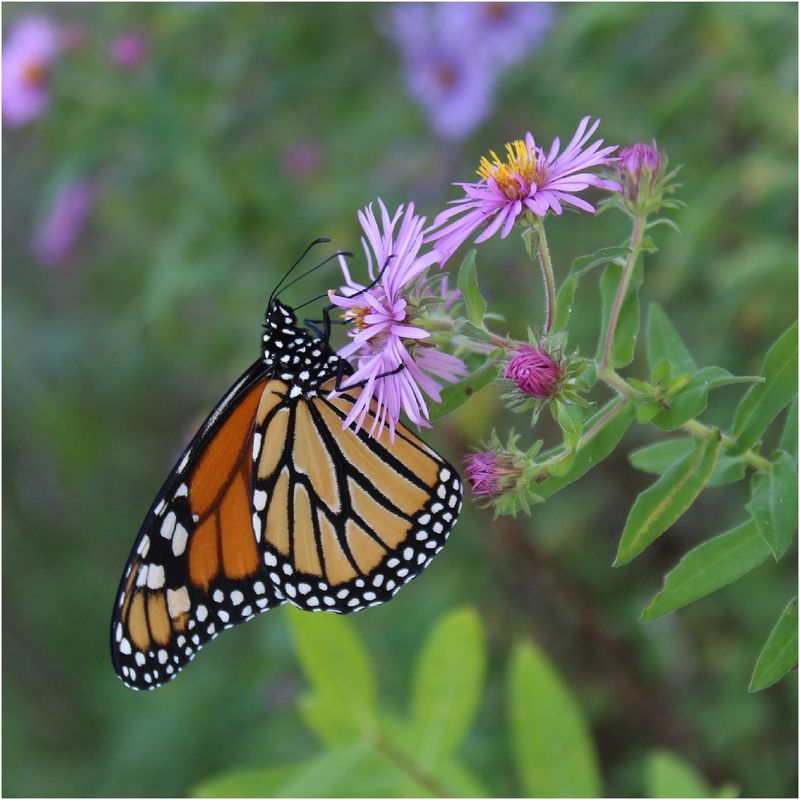 New England Aster Feeds Pollinators Late Into Fall