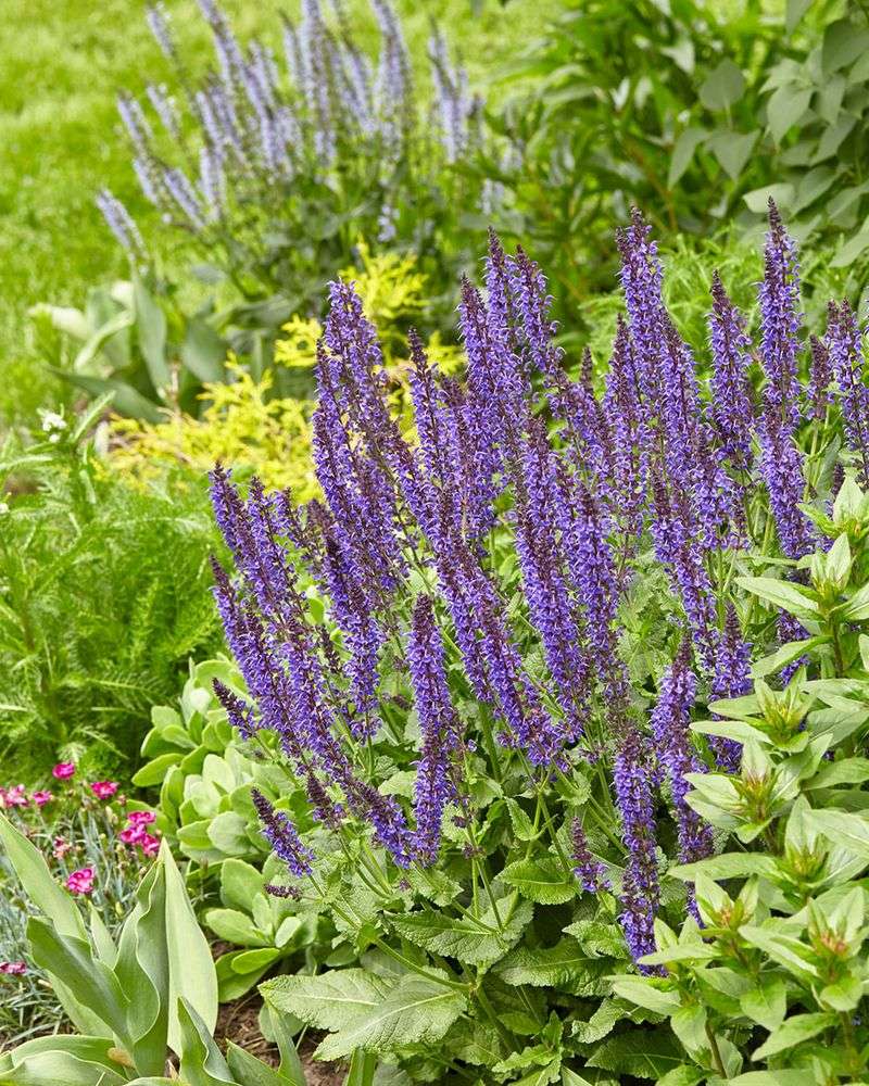 Salvia With Bold Spikes That Attract Pollinators