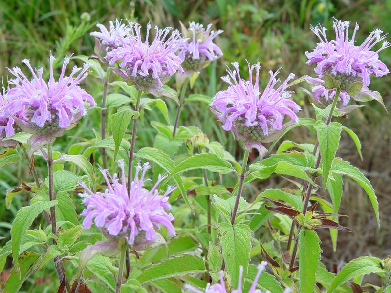 Wild Bergamot Fills Your Garden With Buzzing Life