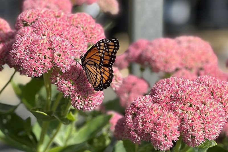 Sedum Keeps Butterflies Coming In Late Season
