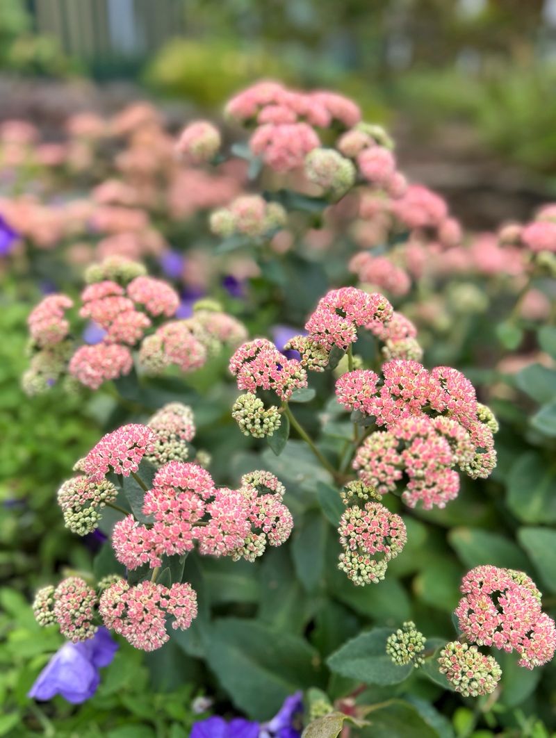 Sedum Protects New Growth When Old Stems Stay Longer