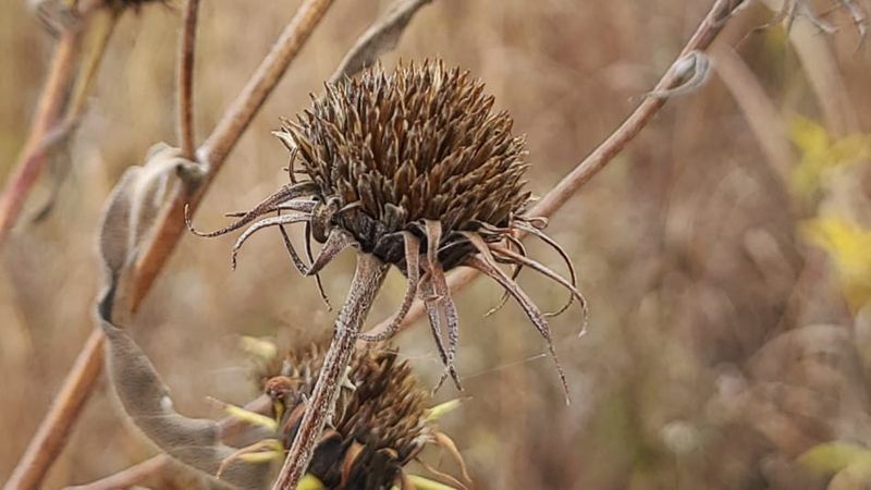 Perennial Sunflowers Turn Seed Heads Into Bird Magnets