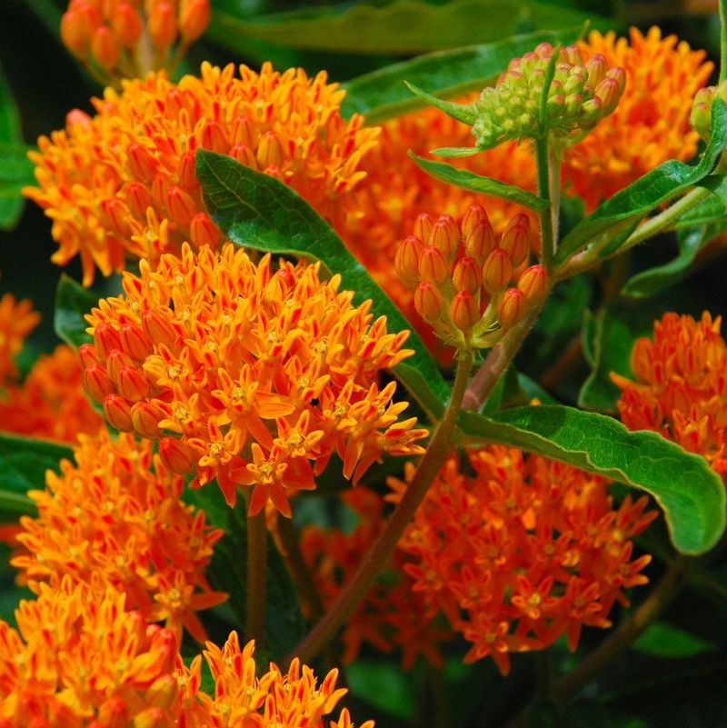 Butterfly Weed Develops A Deep Taproot System