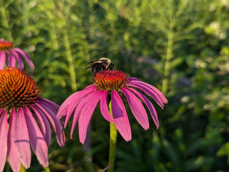 Coneflower (Echinacea)