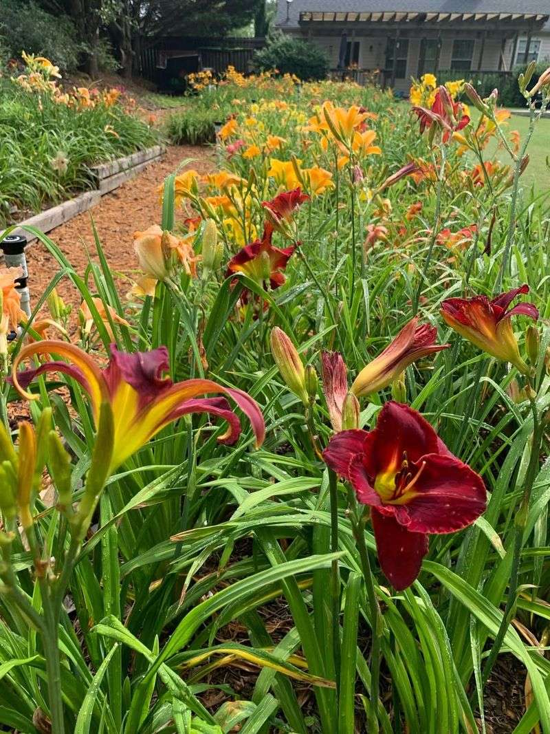 Daylilies (Hemerocallis Spp.)