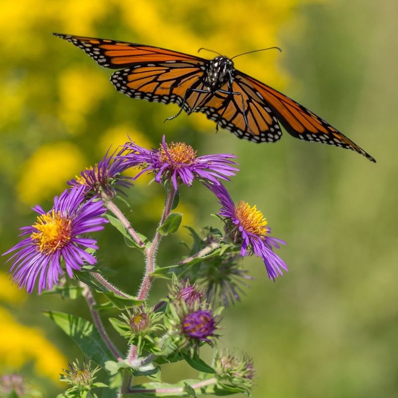 New England Aster (Symphyotrichum Novae-Angliae)