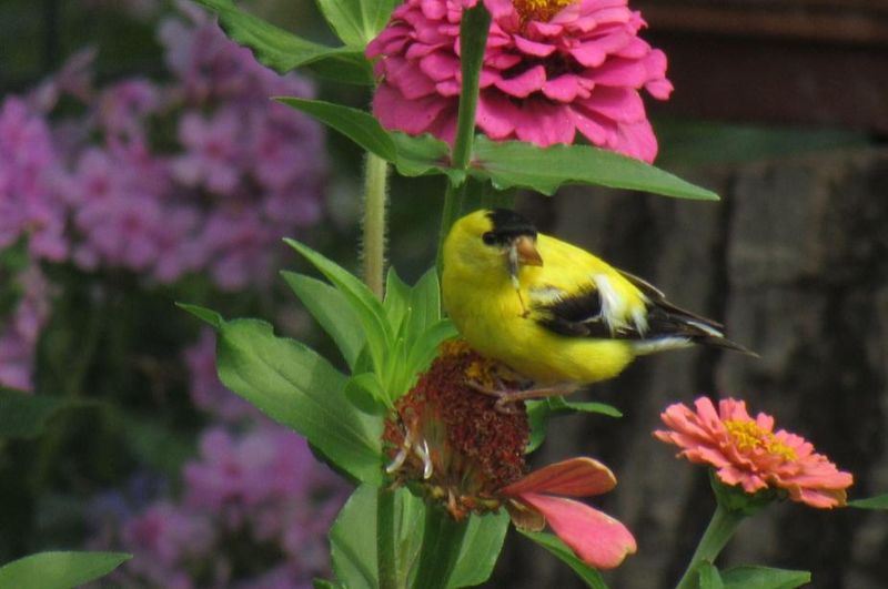 Zinnias (Zinnia Elegans)