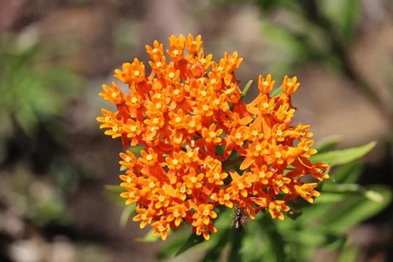 Butterfly Weed (Asclepias Tuberosa)