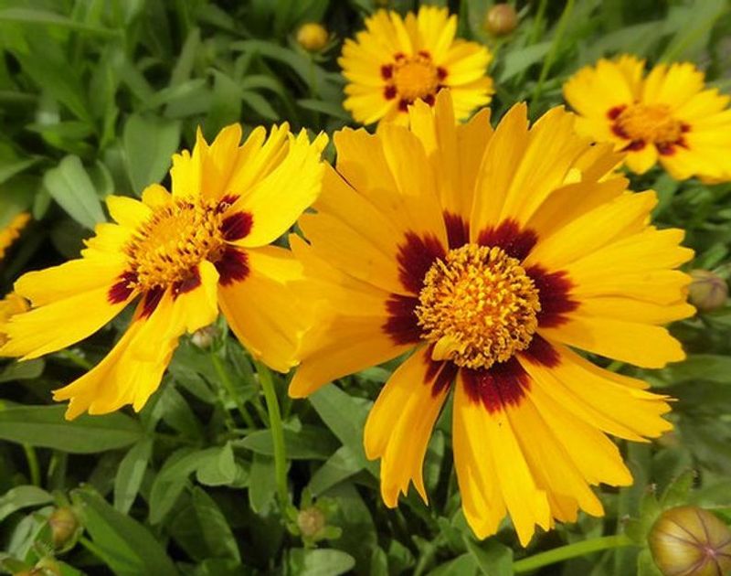 Coreopsis