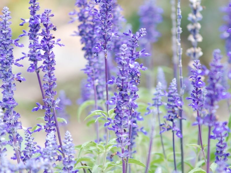 Mealy Blue Sage (Salvia Farinacea)