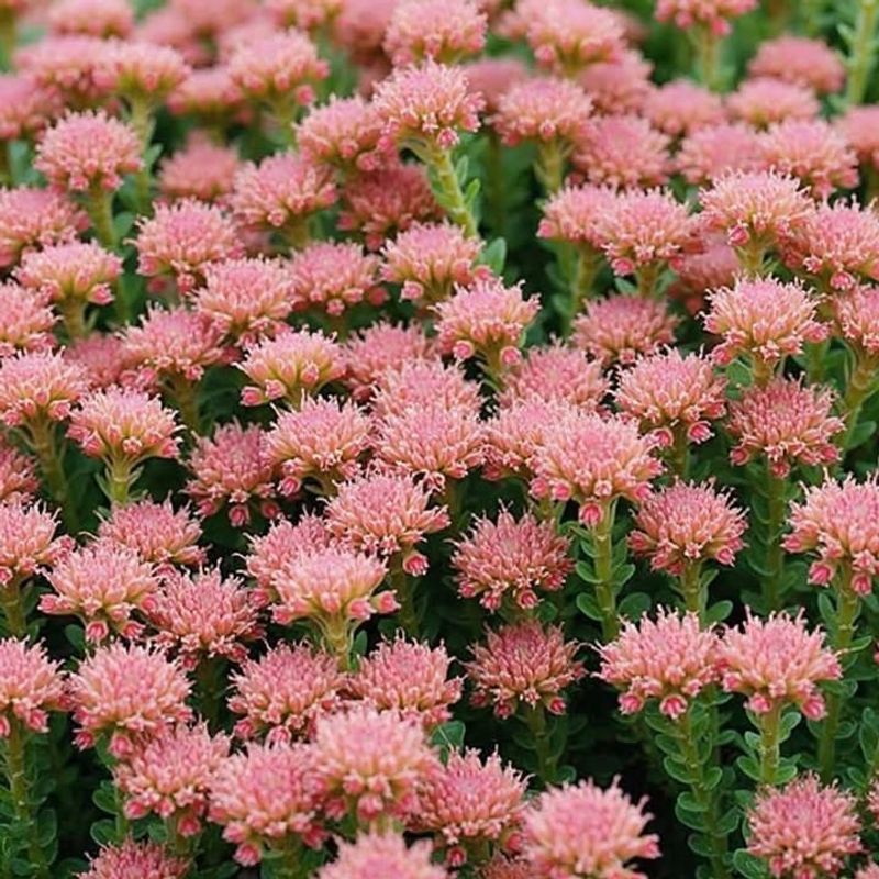 Sedum (Stonecrop)