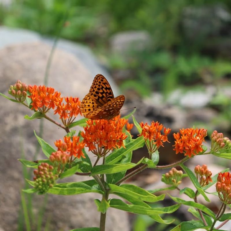 Butterfly Weed (Asclepias Tuberosa)