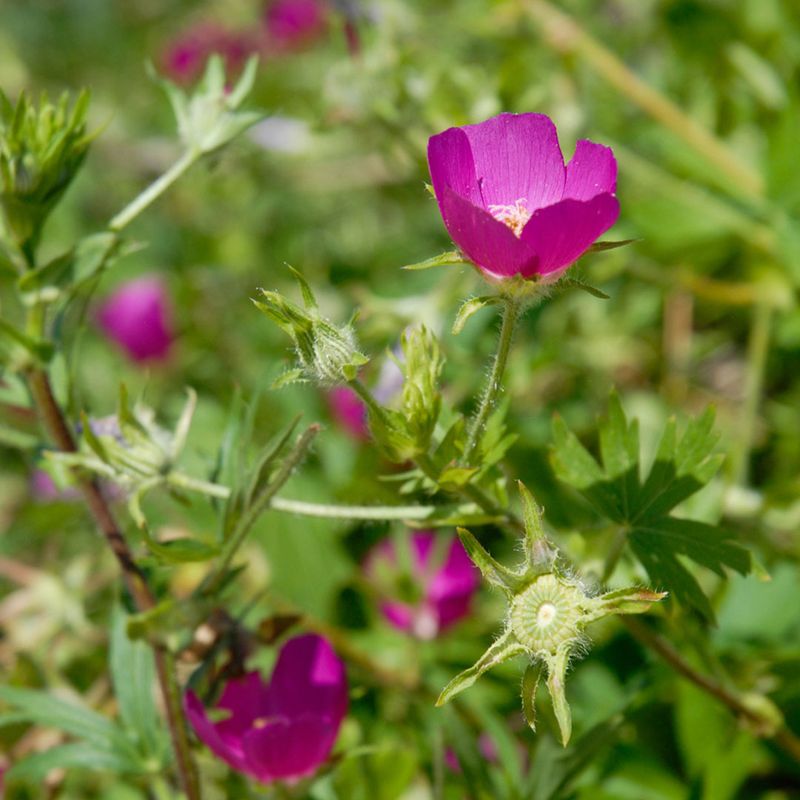 Winecup (Callirhoe Involucrata)