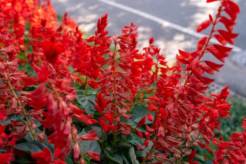 Salvia (Salvia splendens And Heat-Tolerant Types)