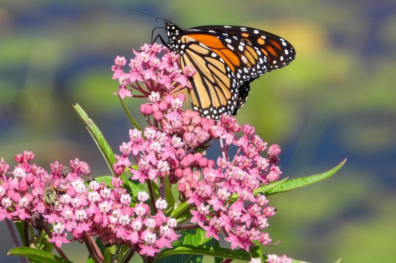 Milkweed (Asclepias)