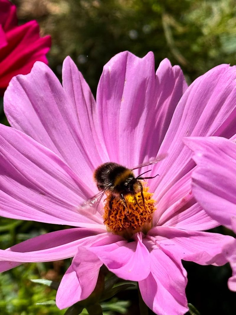 Cosmos Grow Fast And Draw Bees And Butterflies