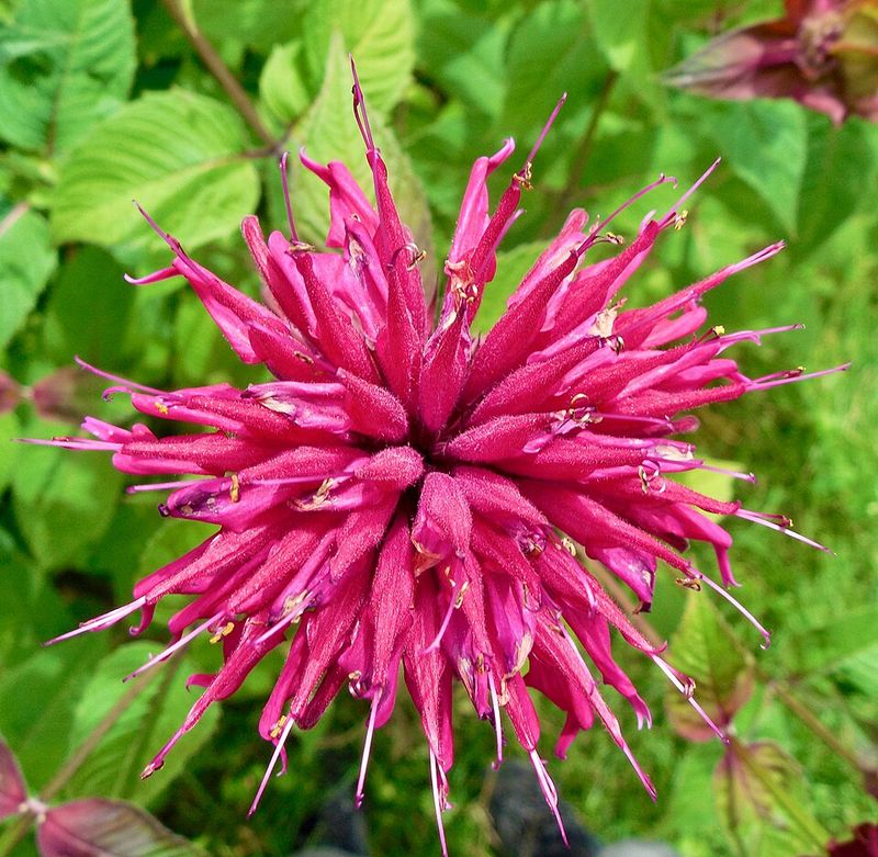 Bee Balm Buzzes With Butterflies And Hummingbirds