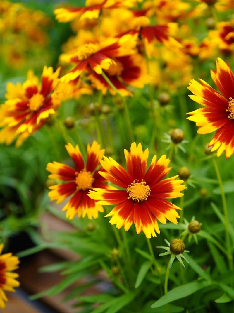 Coreopsis Keeps Blooms Coming