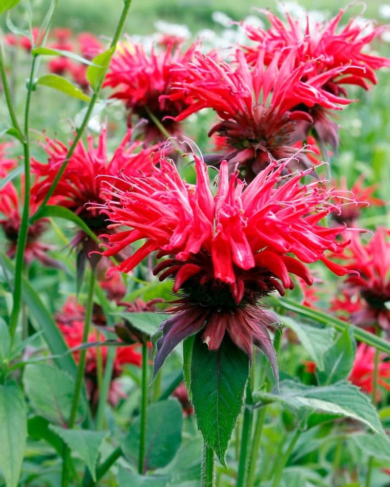 Bee Balm Draws Hummingbirds Butterflies And Bees
