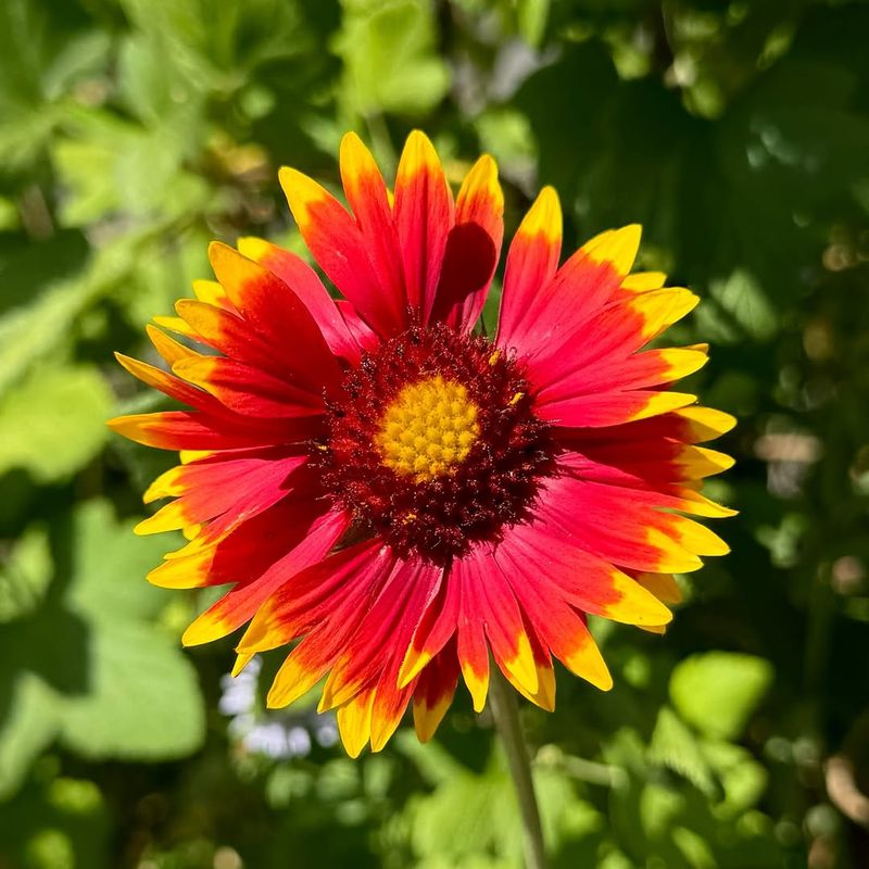 Blanket Flower Blooms Nonstop Even In Hot Conditions