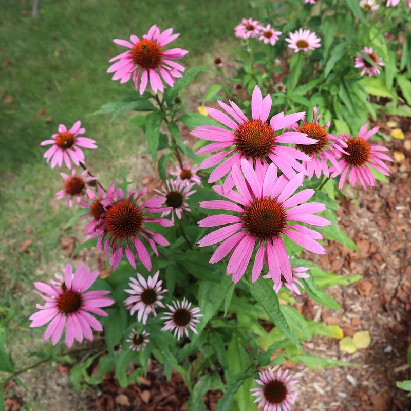 Purple Coneflower Handles Heat And Returns Each Year