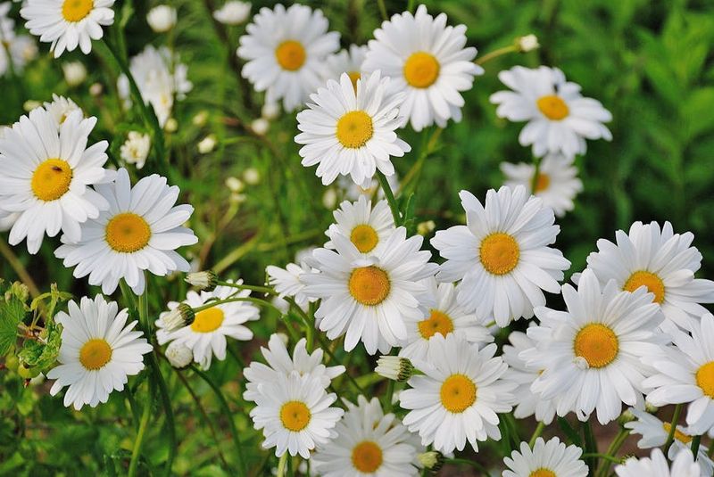 Shasta Daisy Establishes Before Summer Heat Builds