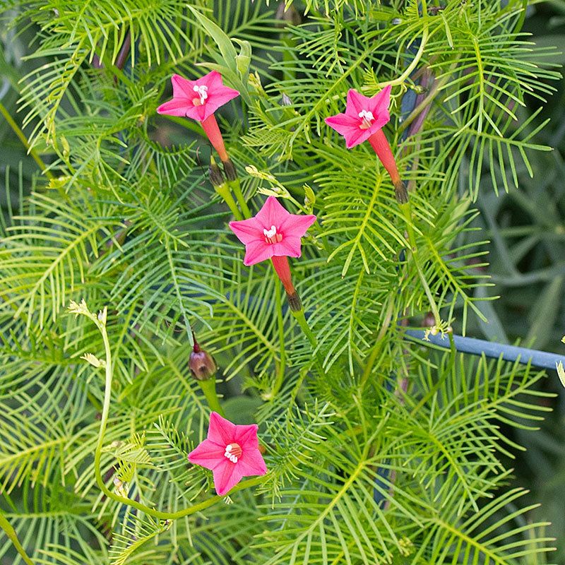 Cypress Vine (Ipomoea Quamoclit)