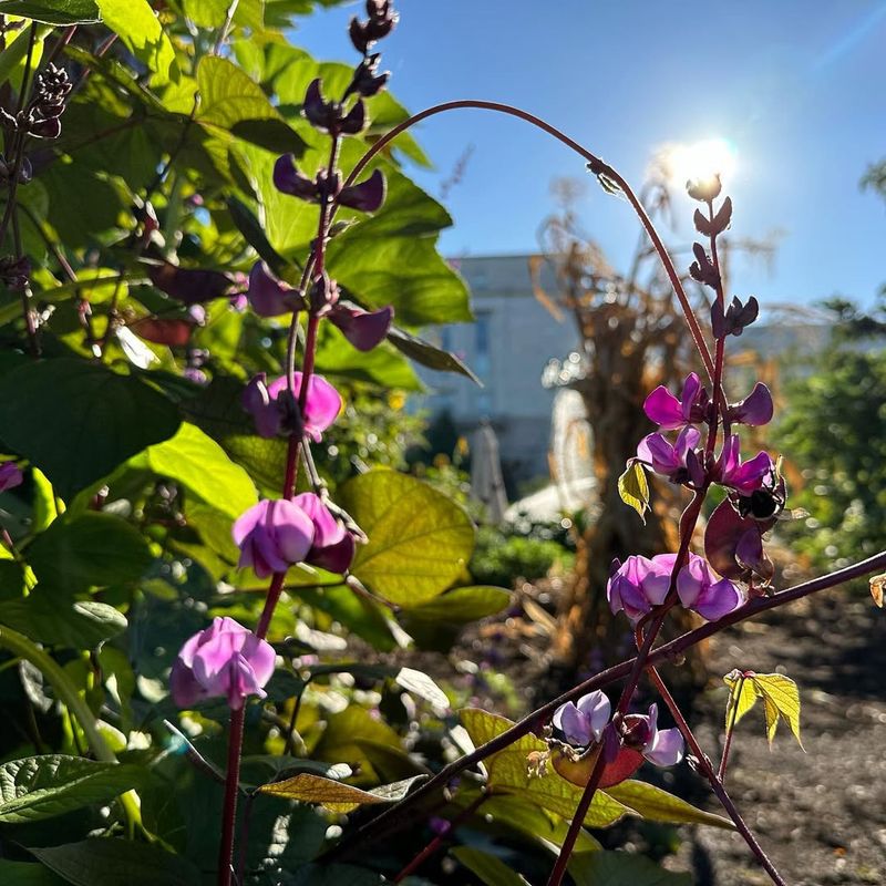 Hyacinth Bean Vine (Lablab Purpureus)
