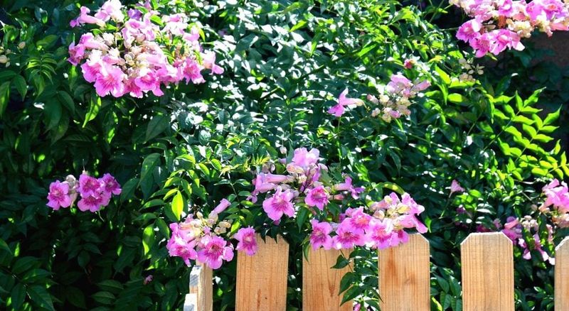 Pink Trumpet Vine