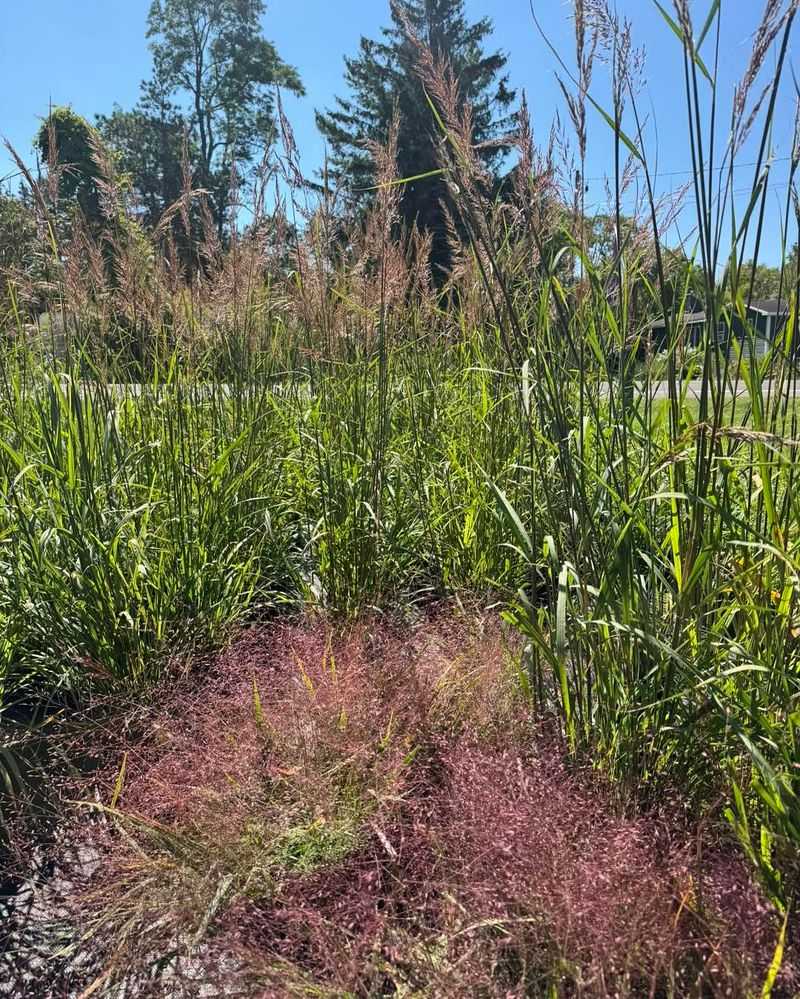 Switchgrass Handles Clay Without Breaking A Sweat