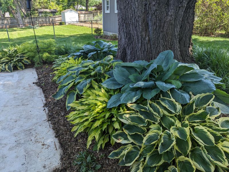 Hostas Thrive In Shade With Minimal Care