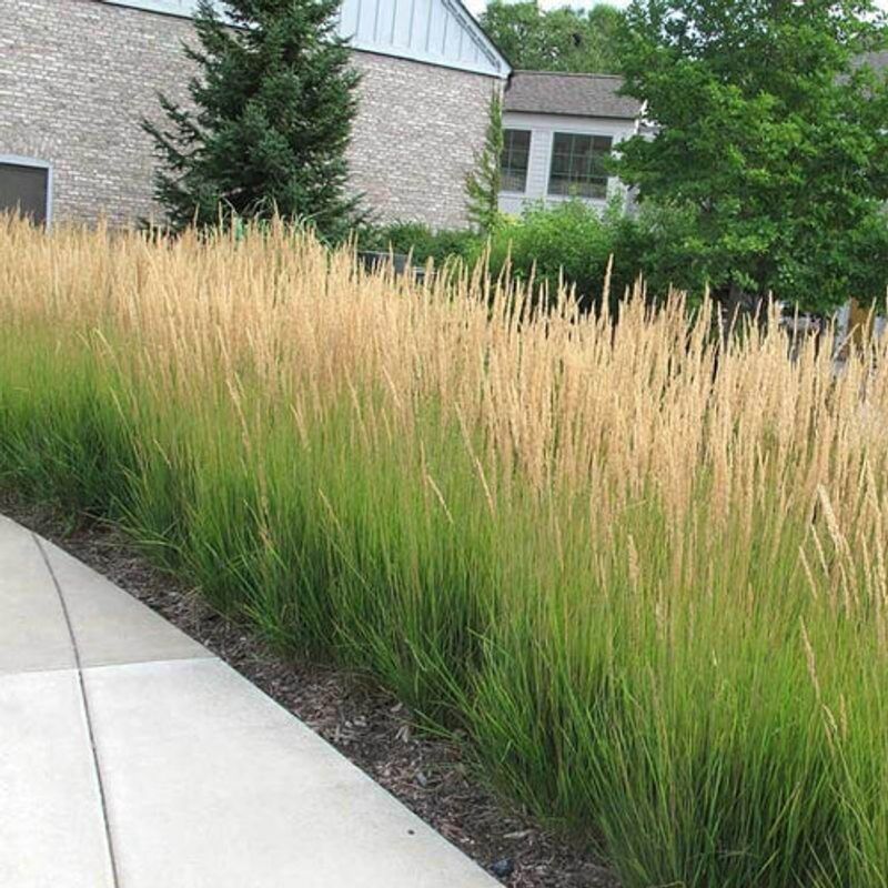 Feather Reed Grass That Adds Height Without Extra Care