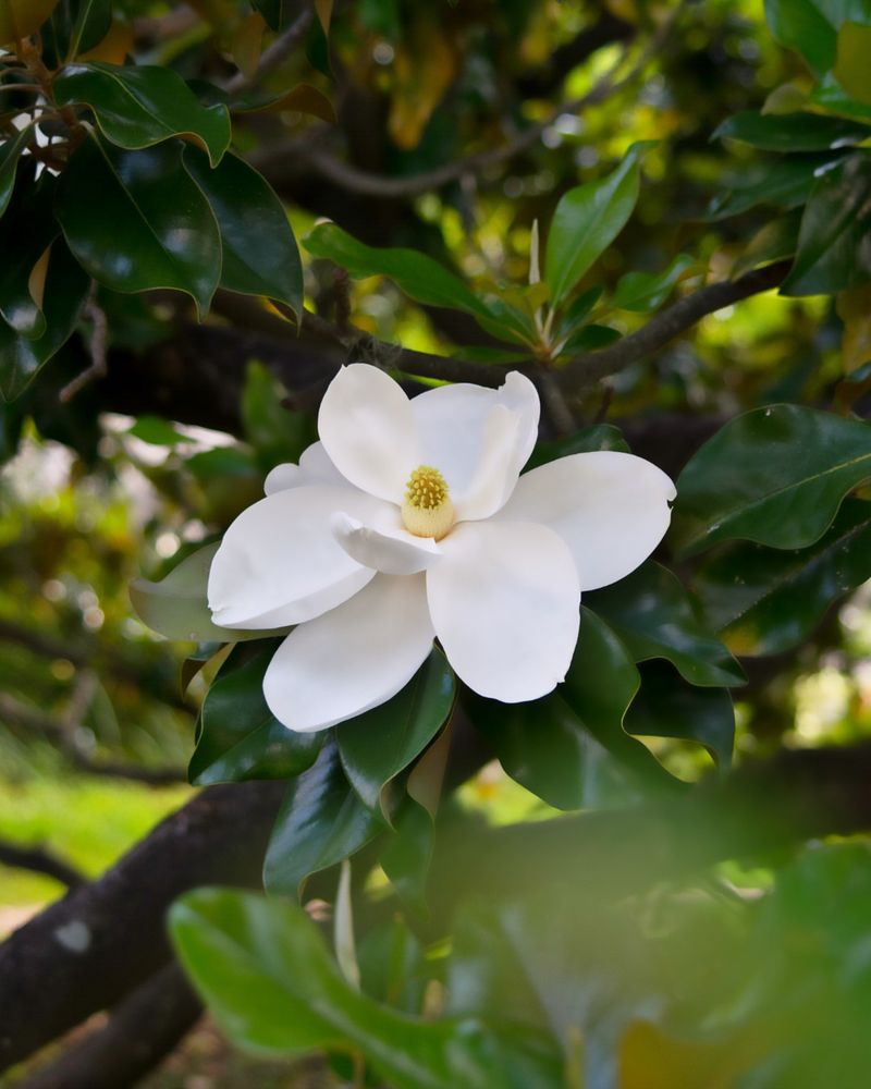Sweetbay Magnolia Brings Fragrant Blooms And Handles Moist Georgia Soils Well